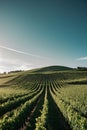 Lush green vineyard rows in sunlit agricultural field. Royalty Free Stock Photo