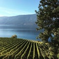 Lush green vineyards by lake