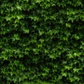 Lush Green Wall of Hedera Helix or Creeper Foliage, Ivy Carpet, Beautiful Natural Background, Leaf Pattern Royalty Free Stock Photo