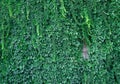 Lush green wall of hedera helix or creeper ivy carpet foliage pattern Royalty Free Stock Photo