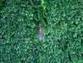 Lush green wall of hedera helix or creeper ivy carpet foliage pattern Royalty Free Stock Photo