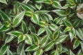 Lush green Wandering plant