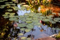 Lush green water lilies in the pond at Descanso Gardens Royalty Free Stock Photo