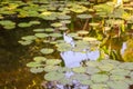 Lush green water lilies in the pond at Descanso Gardens Royalty Free Stock Photo