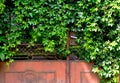 lush green waxy ivy leaves on grunge old rusty metal gate. dense vine overgrowth Royalty Free Stock Photo