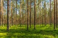 Lush green and well cared pine forest in Sweden