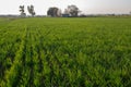 Lush green wheat fields Royalty Free Stock Photo