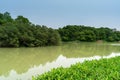 Lush greener around the pond in the park