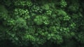 Lush Greenery Background for Invitations and Posters.
