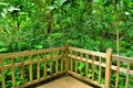 Lush greenery behind wooden fence