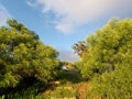 Lush Greenery and Cloudy Sky at Tantalus