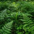 Lush greenery in a dense forest setting features a variety of ferns and broadleaf Royalty Free Stock Photo