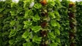 Lush greenery forming a vertical garden on a white wall.