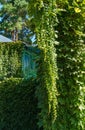 Lush greenery of Parthenocissus tricuspidata `Veitchii` or boston ivy leaves hanging from building.