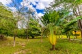 Lush Greenery and Pathway at Ik-Kil Cenote, Yucatan