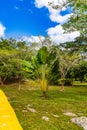 Lush Greenery and Pathway at Ik-Kil Cenote, Yucatan Royalty Free Stock Photo