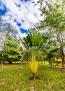 Lush Greenery and Pathway at Ik-Kil Cenote, Yucatan Royalty Free Stock Photo