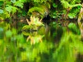 Lush greenery reflection in water surface of premeval forest lake, Boubin, Sumava Mountains, Czech Republic