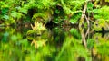 Lush greenery reflection in water surface of premeval forest lake, Boubin, Sumava Mountains, Czech Republic