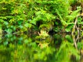 Lush greenery reflection in water surface of premeval forest lake, Boubin, Sumava Mountains, Czech Republic