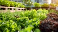 Lush greenery of an urban garden, showcasing rows of fresh lettuces and herbs basking in the golden sunlight, epitomizing