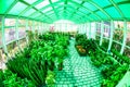 Lush Greenhouse Filled With Plants