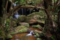 The lush Grotto at Fitzroy Falls Australia Royalty Free Stock Photo