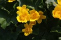 Marsh Marigold in blossom with bright yellow flowers. Close up. Royalty Free Stock Photo