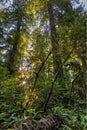 Lush Growth Backlit in Lady Bird Johnson Grove Royalty Free Stock Photo