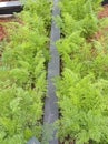 Lush growth of green leaves of carrots in the garden