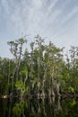 Lush hanging everglade trees and swamp reflections