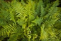 Dense vegetation of long, fresh and bright green leaves of fern, covering the ground in spring forest background Royalty Free Stock Photo