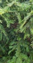 Lush Healthy Evergreen Branches