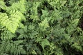 Lush healthy green ferns