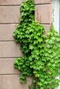 Lush, healthy green ivy growing up the walls of old stone home