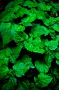 A lush healthy green patchouli plant