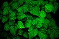 A lush healthy green patchouli plant is wet from being rained on making colors more intense Royalty Free Stock Photo