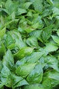Lush, healthy leaves on green plants in vegetable garden