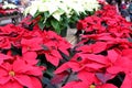 Gorgeous holiday poinsettia plants in bright colors of red, pink, and white on tables at nursery