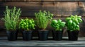 Lush herb garden in wooden planters on a dark background