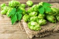 Lush hop cones Royalty Free Stock Photo
