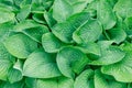 Vibrant green hosta plant leaves with dew drops, showcasing detailed vein textures Royalty Free Stock Photo