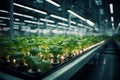 Lush indoor hydroponic vegetable farm in an exhibition space with LED lighting