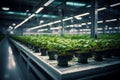 Lush indoor hydroponic vegetable farm in an exhibition space with LED lighting