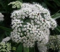 White umbellifer Royalty Free Stock Photo