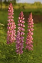 Lush inflorescences of pink lupine Royalty Free Stock Photo