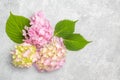 Lush inflorescences of pink and white hydrangea and green leaves on a gray background. Royalty Free Stock Photo