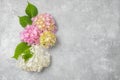 Lush inflorescences of pink and white hydrangea and green leaves on a gray background. Royalty Free Stock Photo