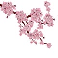 Lush Japanese cherry tree. The branch of pink sakura blossom. Royalty Free Stock Photo