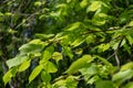 Lush juicy linden foliage illuminated by the sun on a bright day Royalty Free Stock Photo